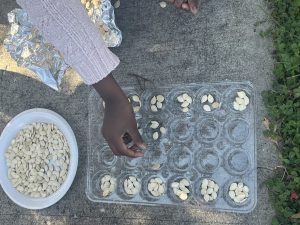 students counting pumpkin seeds