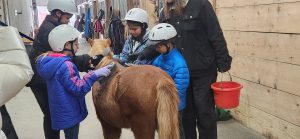 Students with riding helmets groom a pony